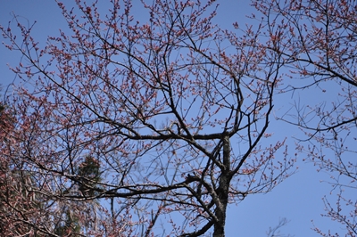 明神桜