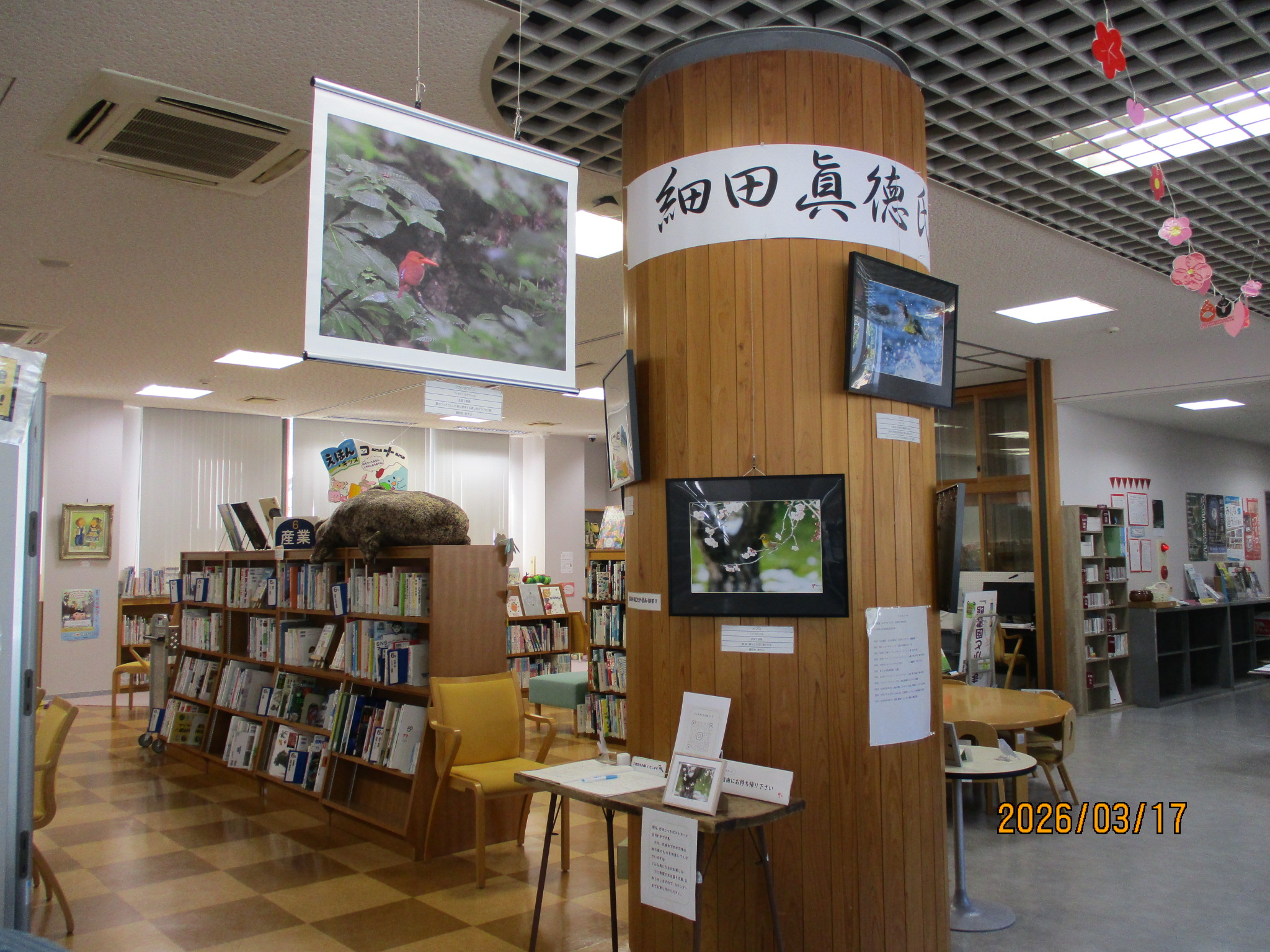 細田眞徳氏野鳥写真展の開催について