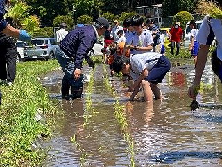 250508田植え (9).jpg