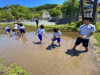 250508田植え (10).jpg