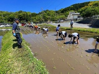 250508田植え (12).jpg