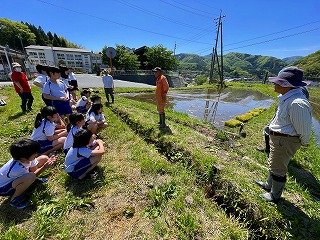 250508田植え (3).jpg