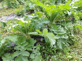 251126大根収穫 (2).JPG