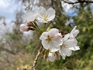 IMG_7438.jpg