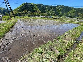 250508田植え (17).jpg