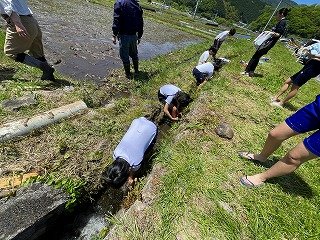 250508田植え (16).jpg